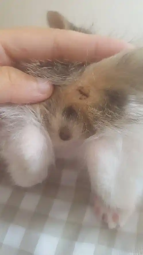 公猫还是母猫?帮忙看下