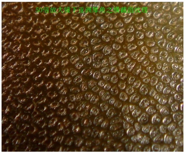 放大镜下的犀牛角