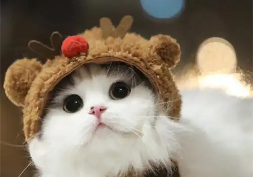 可爱猫咪美好图片_最萌猫咪的可爱生活