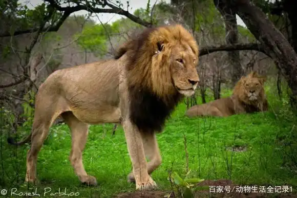 查尔斯顿雄狮联盟第一集:命运多舛的少年,逆境中成长的少年