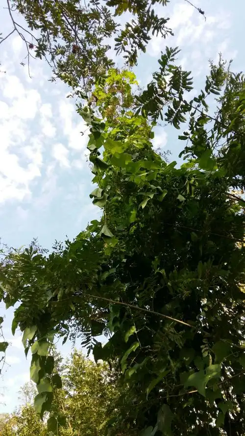 布衣清欢,不求富贵,只求平凡精致