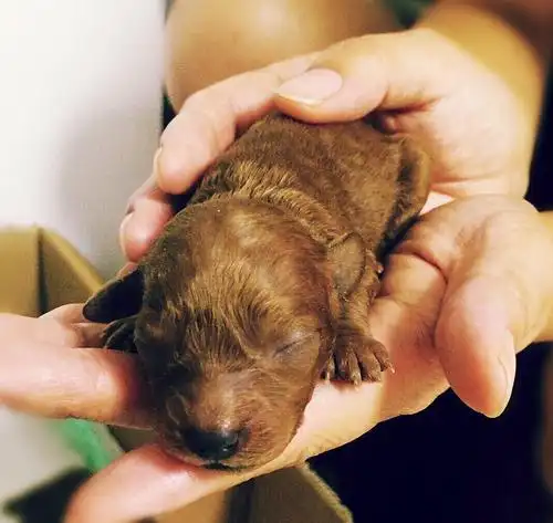 小泰迪刚出生,谁要?