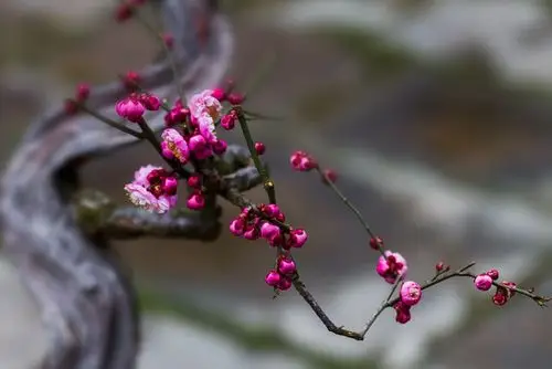 【镜头】阳春梅花尽妖娆 暗香浮动惹人醉