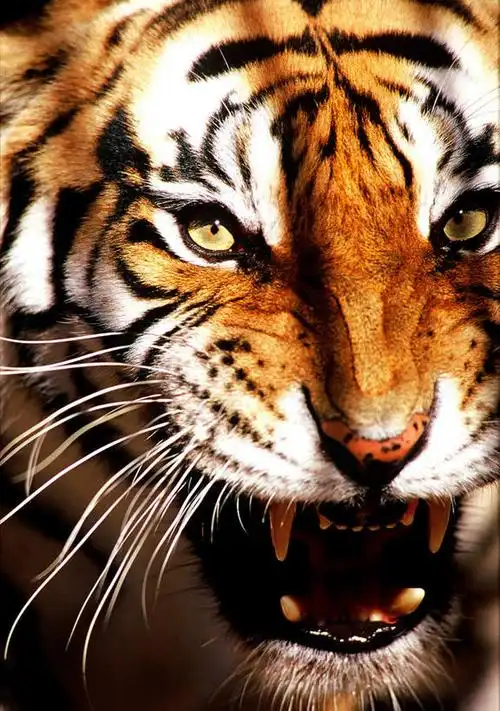 阳光,自然,动物,观察,看,张嘴,景色,观看,察看,关注,自然风光,凶猛