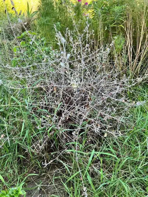 今年7月挂了这么多:细茎针茅,水果篮,铁线莲若干,草莓,法国百里香