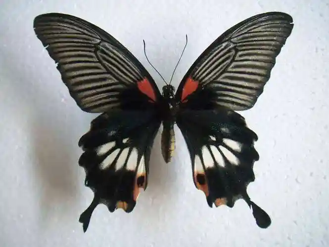 美凤蝶大陆亚种