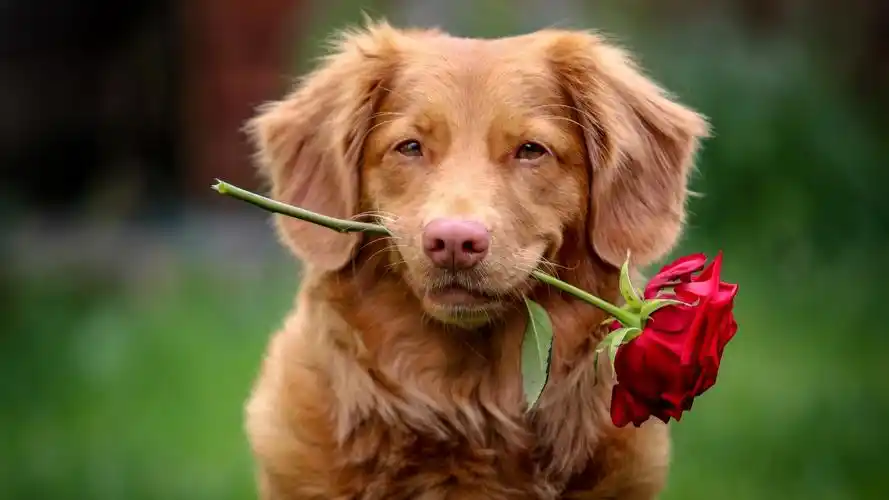 狗壁纸【115】狗壁纸图片_桌面壁纸图片_壁纸下载-元气壁纸