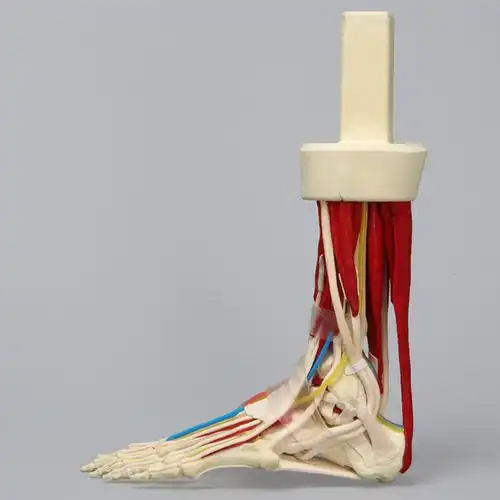 里想要与执行的教育实验室便利结合的一个生物标本现实主义的那些人