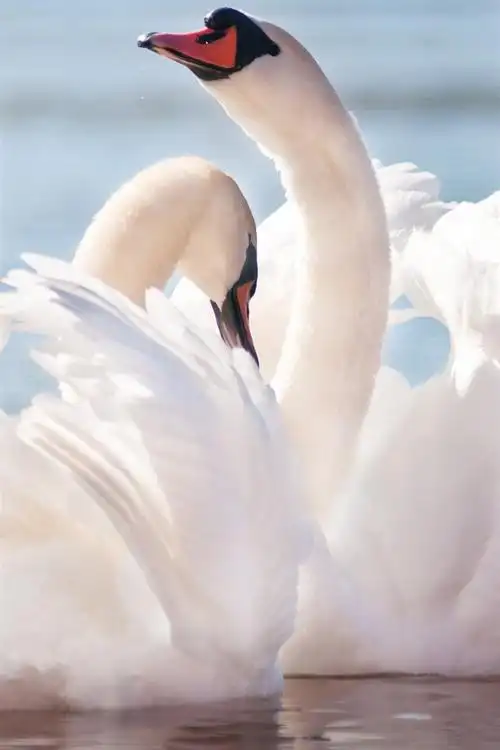 两只白色天鹅,翅膀,水,池塘