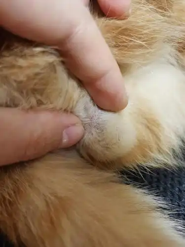 讨论黑蛋扒开蛋蛋毛发现有黑点点是正常的吗会是屎吗