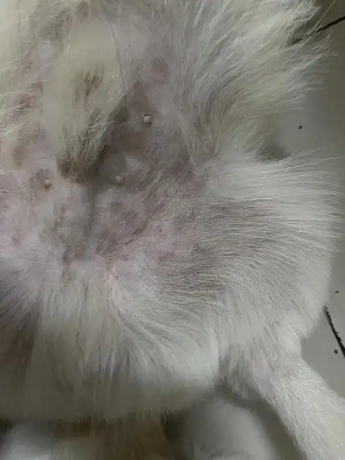 讨论狗子发现肚皮有黑点