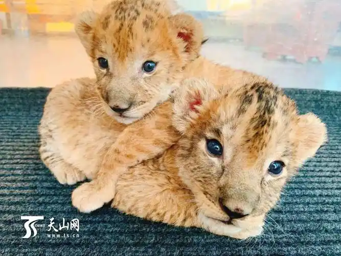 新疆天山野生动物园新出生的小狮子萌态十足.
