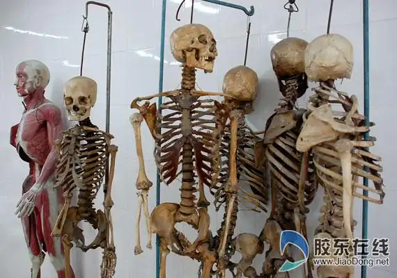 遗体标本多为死刑犯无名尸入土为安束缚捐赠