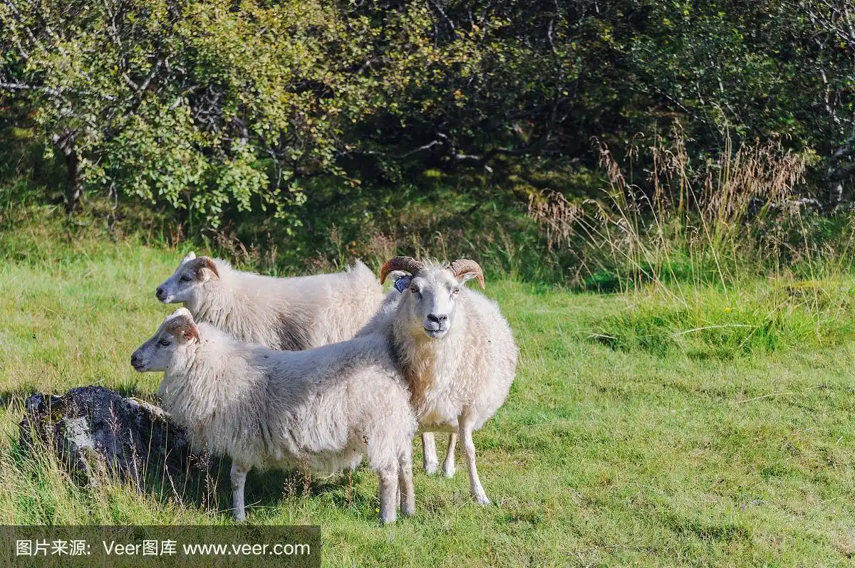 一只羊和两只小羊羔在草地上散步