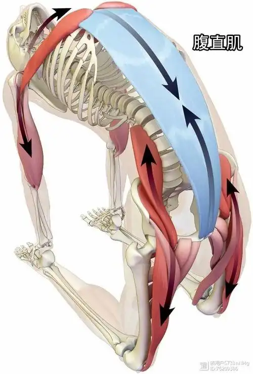 在这种状态下,再启动胸小肌和前锯肌,上提肋骨,帮助打开胸腔.