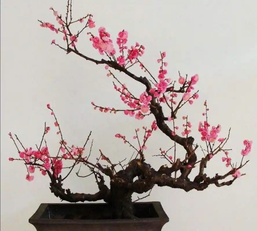 梅花盆景,如何正确施肥,才能开花更多更艳?