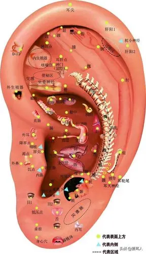 对耳屏颜色白,凹陷,脑供血不足,记忆力下降.