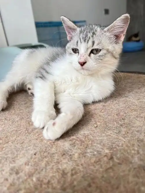 美短串串找领养