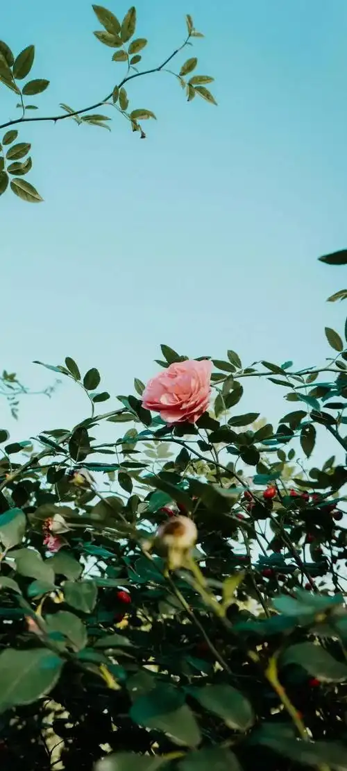 壁纸分享,平平淡淡的生活才是最幸福的生活