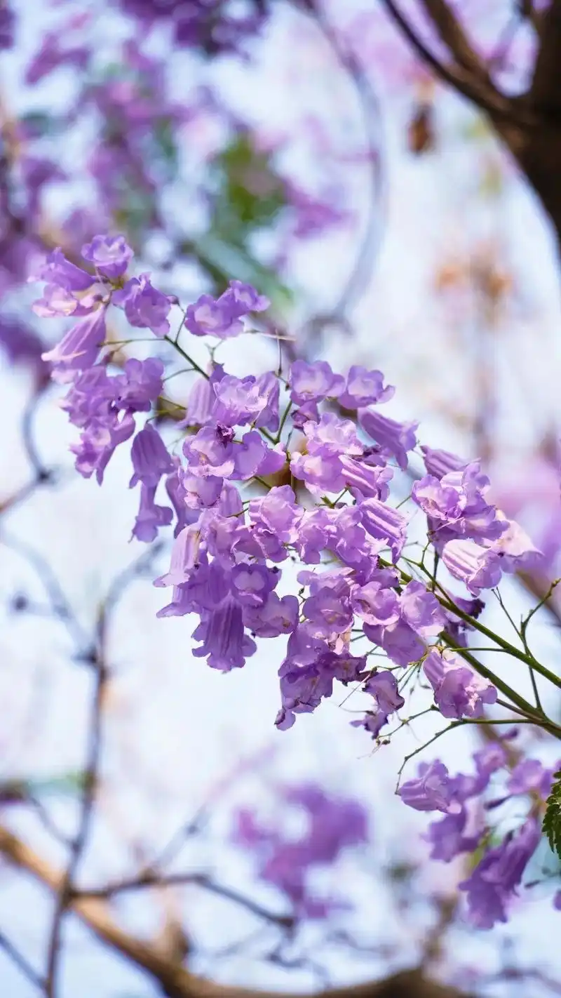 浪漫来袭蓝花楹看你把建水美成啥样了