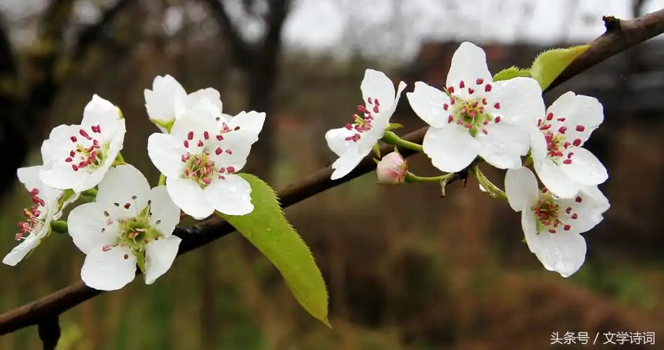 含有梨花的诗句有哪些古诗含梨花的诗句