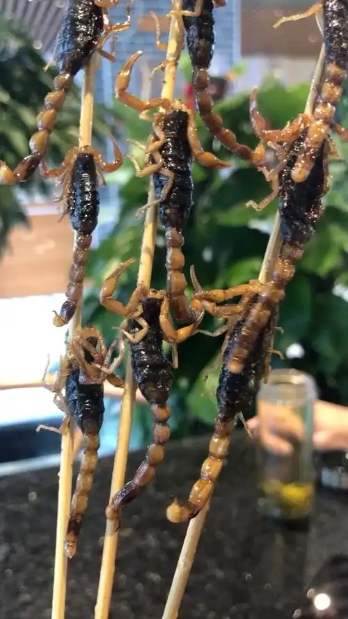 前门大街的烤蝎子0415,30元一串,串三个,够暴力吧!