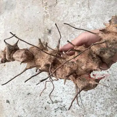 金刚藤头野生菝葜铁菱角1000g新鲜无硫药材煲汤材料泡酒原料正品