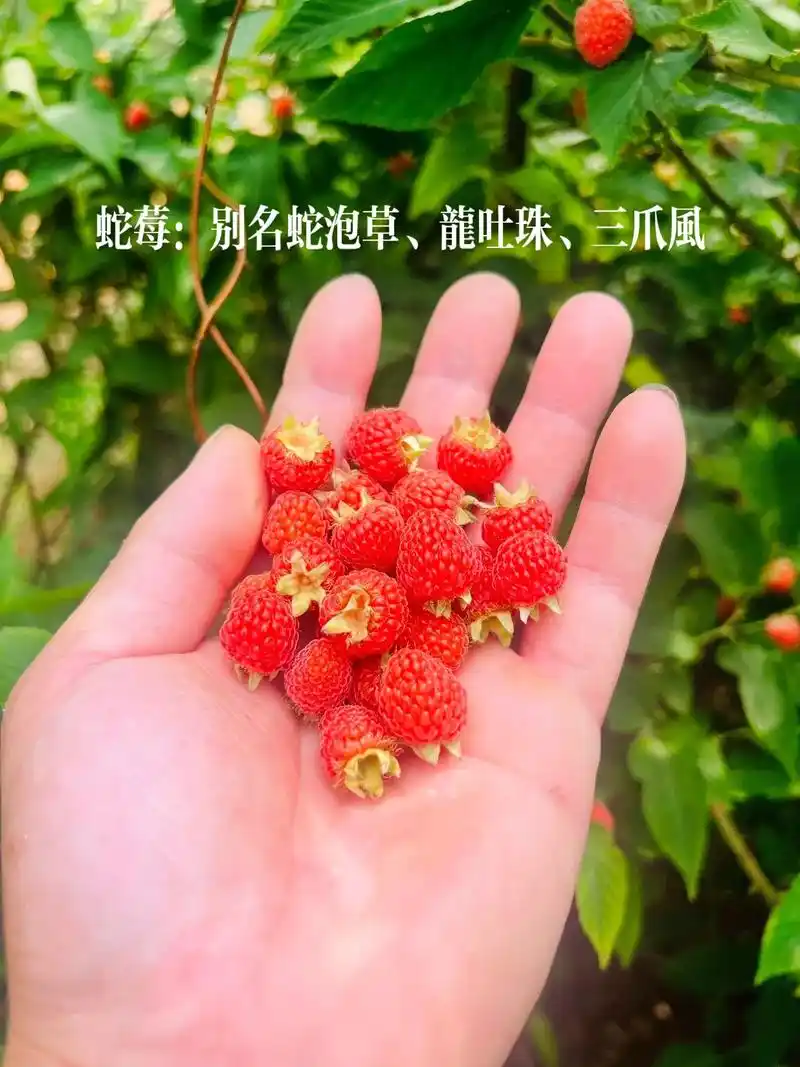 大自然的馈赠 蛇莓又名蛇泡草,龙吐珠,三爪风 - 抖音