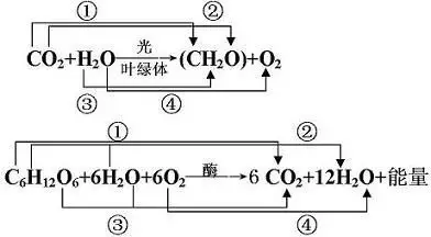 光合作用产生氧气的反应式和呼吸作用产生二氧化碳的反应式