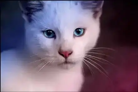 世界上最美的眼睛