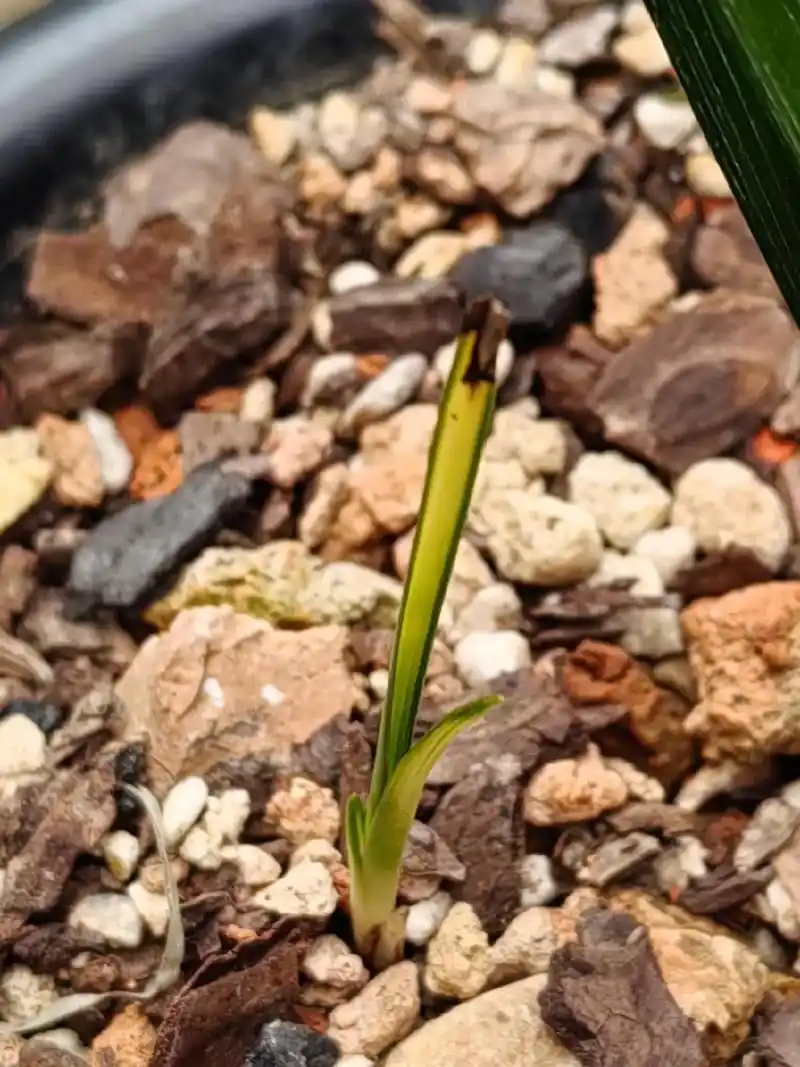 蕙兰龙蛋苗散斑中透#爱兰花爱生活 #精品兰花 #花卉绿植 # - 抖音