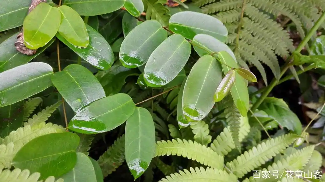 白叶藤,有地方叫它扛棺回,意思指用它治病有起死亡回生之功