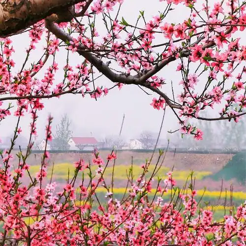 春天记忆～桃花红杏花白