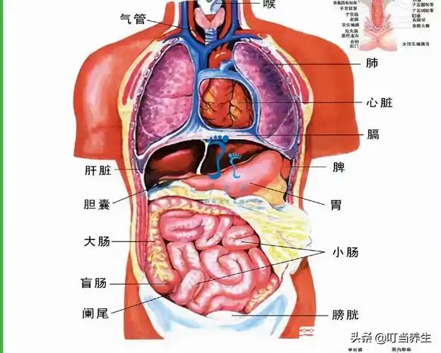 肝脏在身体的哪个位置人体各器官位置分布图