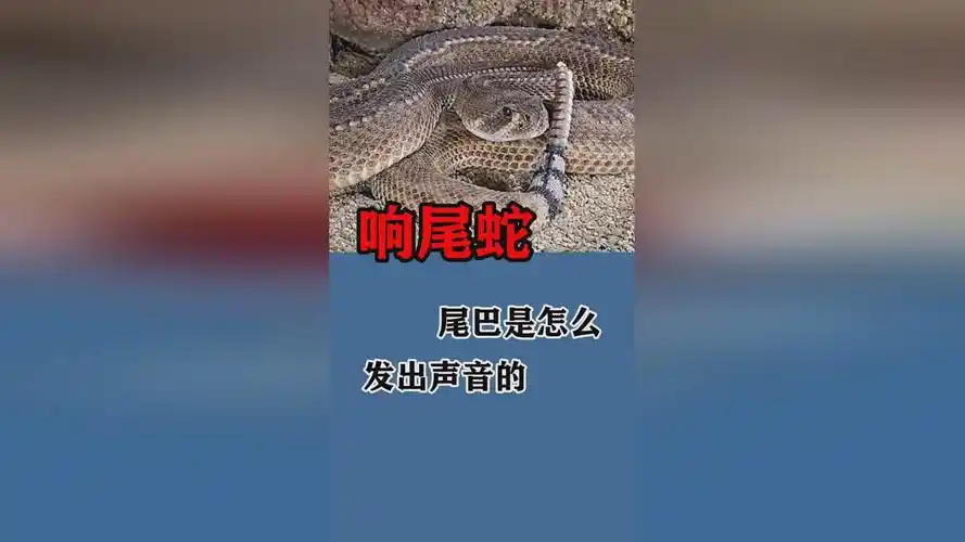 响尾蛇尾巴是怎么发出声音的
