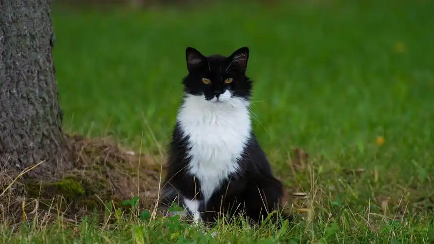 猫,黑白色的猫猫,蹲着,席地而坐,眼神,绿色草地,可爱动物壁纸