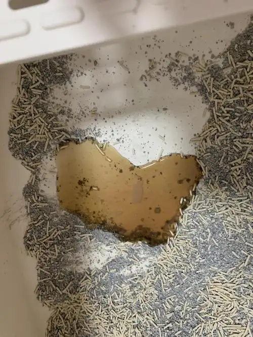 【讨论】这是上火尿黄吗?(有图)