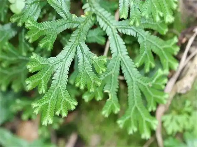 它叫"九死还魂草",是治跌打损伤,刀伤的良药,别当成柴火