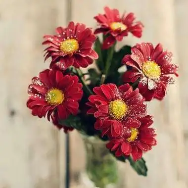 招财头像花高清漂亮的招财吉祥微信头像花的图片大全