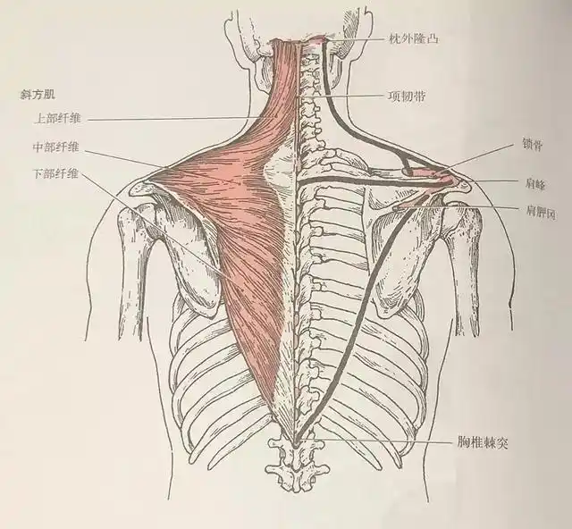 引体向上小技巧肩胛骨后收下沉你真的会做吗