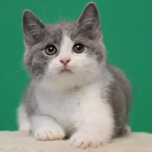 自家繁殖纯种宠物猫咪活体英国短毛猫英短蓝白正八字幼猫粉鼻弟弟 -