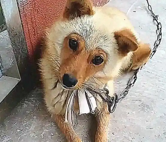 乡村土狗生下独子,3个月后小狗长大,看这模样,主人:爹是谁_狗狗_疑惑