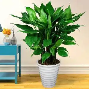 【盆景植物室内万年青客厅图片】盆景植物室内万年青客厅图片大全_q友