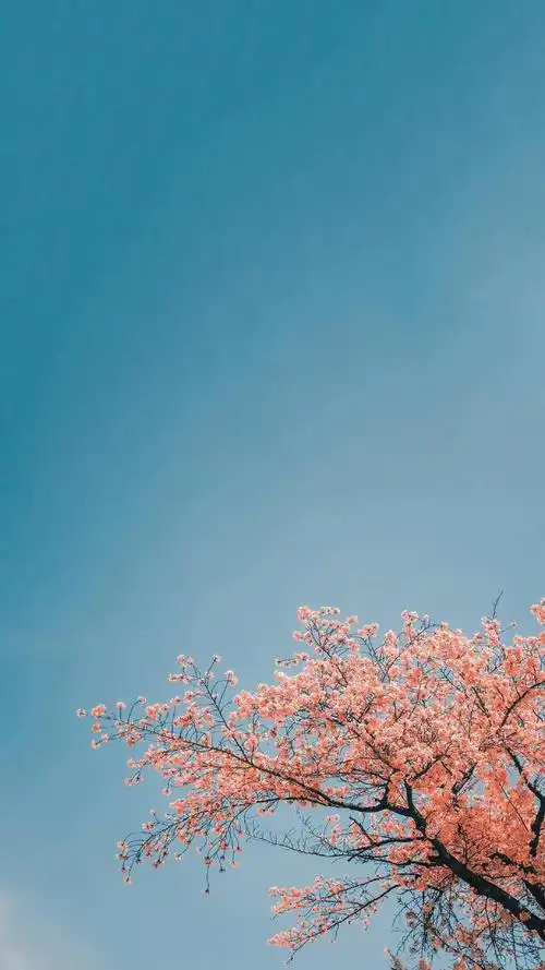 文艺小清新唯美风景