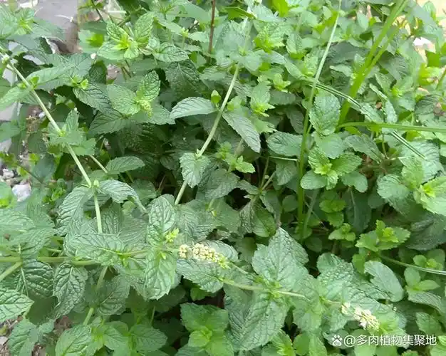 在古代,早有一个传说,就是《神农尝百草》的故事,后面又提到了李时珍