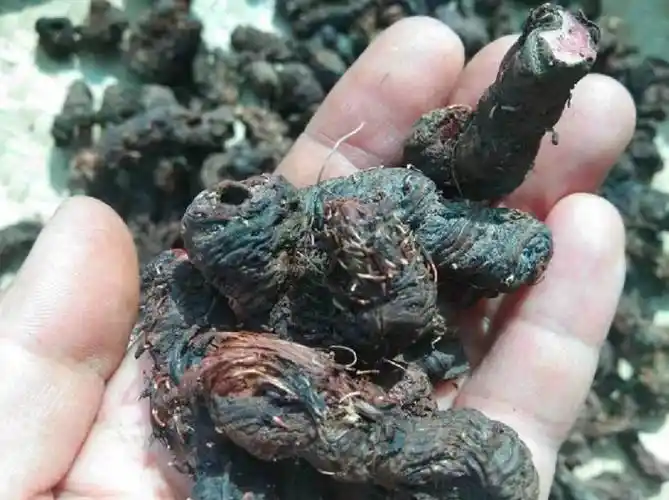 草河车中药材基地供应  功效与作用  质量可靠  今日价格 一斤价格