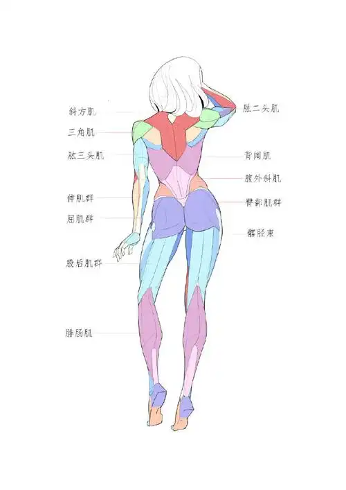 超话#速写##大木画画人体绘画36技##人体结构#女性动态和肌肉结构画法