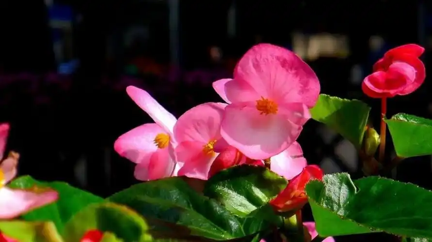 四季海棠的根比较弱土壤用对了比施任何肥料都管用