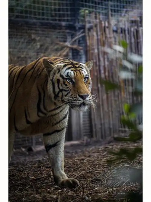 红山动物园龇牙咧嘴