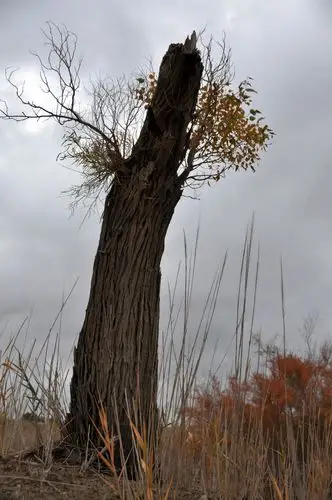 标题:沧桑与悲凉
